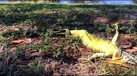The Cold Is Causing Frozen Iguanas To Fall From Trees In