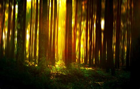 Forest Background Landscape Glow