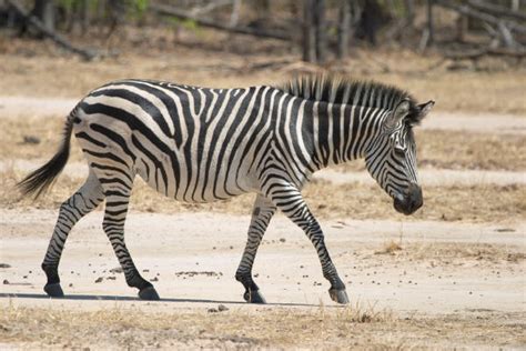 Zebras can be tamed, but they're not domesticated like horses or even donkeys. Plains Zebra Facts, Habitat, Diet, Life Cycle, Baby, Pictures