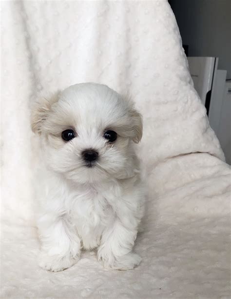 Teacup Maltese Puppy For Sale Bebe Iheartteacups