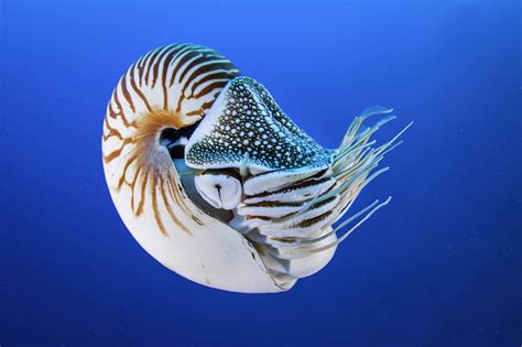 The Nautilus Is A Beautiful Species Of Cephalopod Unlike Other