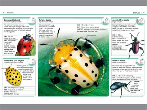 Pocket Eyewitness Insects By Dk Penguin Books Australia