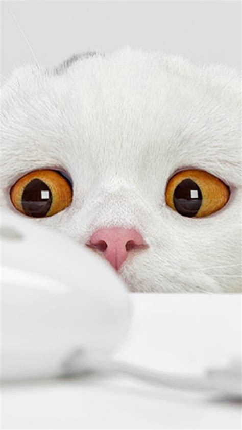 Funny White Cat Best Htc One Wallpapers Free And Easy To Download
