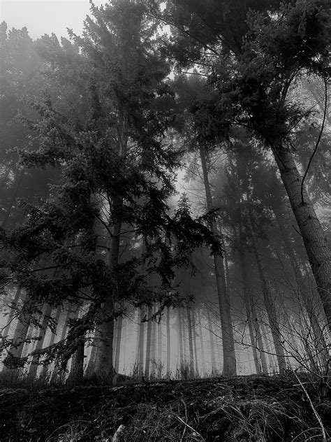 Black And White Forest Nature Free Photo On Pixabay Pixabay