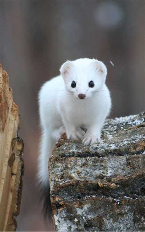 A Little White Stoat Cute As A Button Wildlife Nature Nature