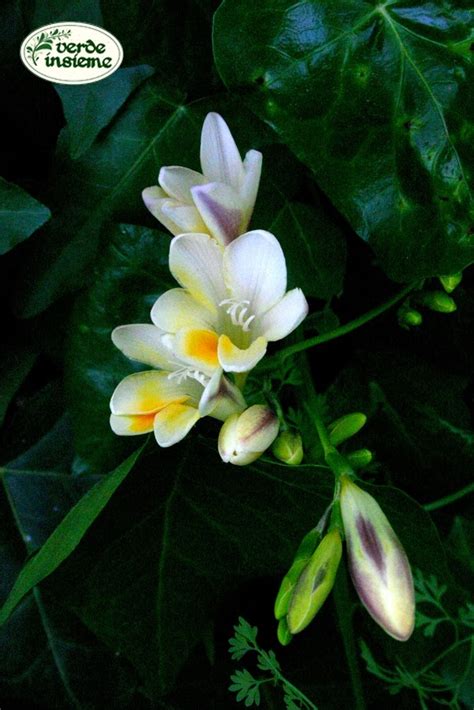 I fiori gialli dell'hemerocallis nana stella de oro e carlo pagani. Son tornate a fiorire le fresie