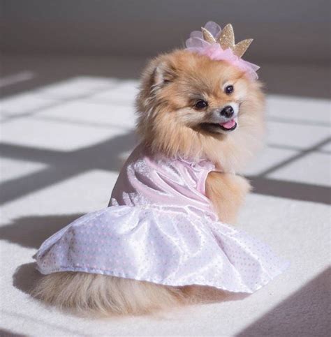 14 Pomeranian Puppies Who Are Too Cute To Be Real! | PetPress | Pomeranian puppy, Pomeranian