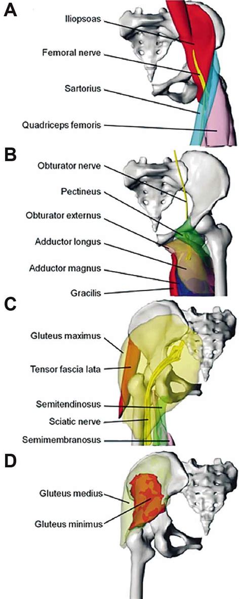 Surface Models Of The Hip Joint Muscles And Their Innervating Nerves