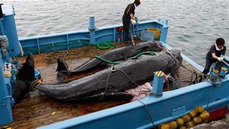 Japanese Whalers Plan To Kill More Than 300 On New Antarctic Ocean