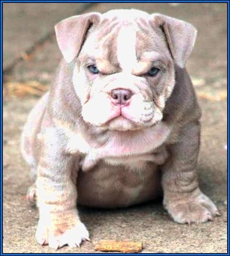 This pure bred english bulldog puppy will be our future stud and one of america's top bulldog. full grown miniature pitbull - Google Search | Bulldog ...
