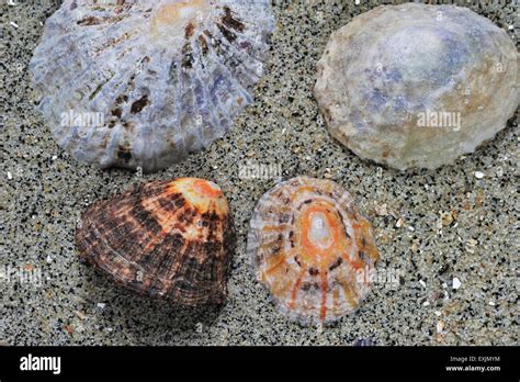 Common Limpet Common European Limpet Hi Res Stock Photography And