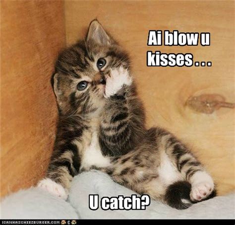 Catch The Love Lolcats Lol Cat Memes Funny Cats Funny Cat