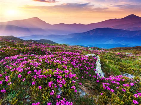 Nature Landscape Beautiful Mountain Flowers And Purple Colored Rocks