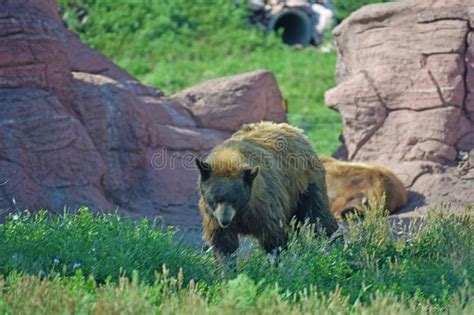 Brown Bears Walking Through Rock And Forest Stock Image Image Of