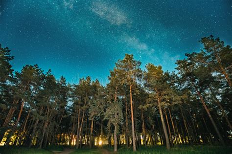 Green Trees Woods In Park Under Night Starry Sky With Milky Way Galaxy