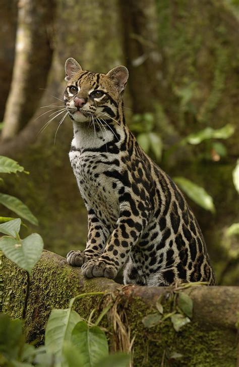 Beautiful Wildlife Ocelot Leopardus Pardalis