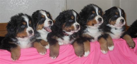 Get a boxer, husky, german 10 adorable puppies! Sandbarr Berners - Home