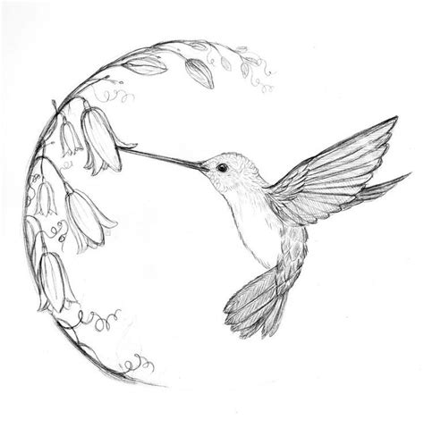Hummingbird Drawing Bird Drawings Hummingbird Sketch