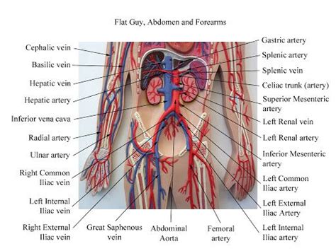 It also defends against disease. Bio 202 MCC Picasa Blood/Lymph Vessels Pictures and Models. | Human anatomy and physiology ...