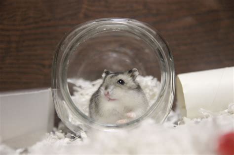 Hamster Society Singapore Stops Hamsters From Being Abused Over 8