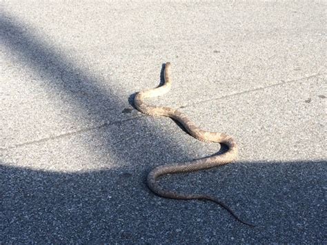 Fall Season Can Mean More Snake Encounters Panhandle Outdoors