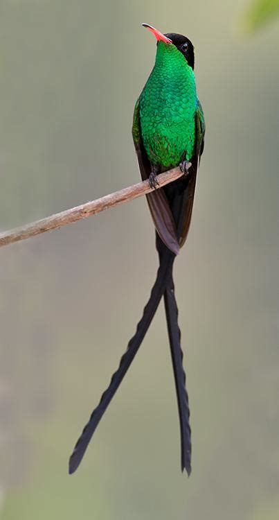 Jamaican National Bird