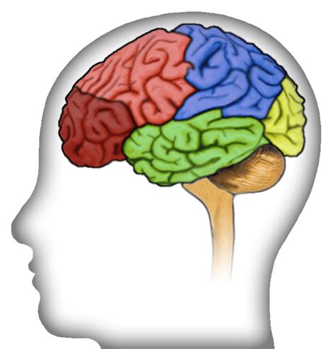 Brain Activity Related To Working Memory Is Generated In More Than Just