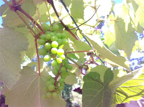 82 gambar sketsa anggur terlengkap. Ciri Ciri Tanaman Hias Buah Anggur - Informasi Seputar ...