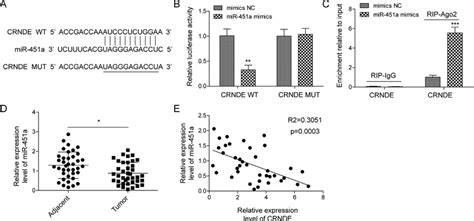 crnde specifically binds to mir 451a in pancreatic cancer cells a download scientific