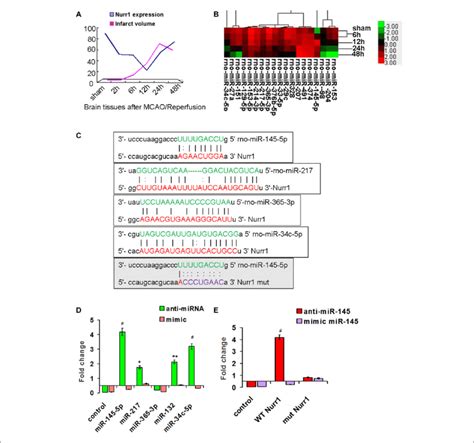 screening for mirnas that directly target the 3 utr of nurr1 a the download scientific