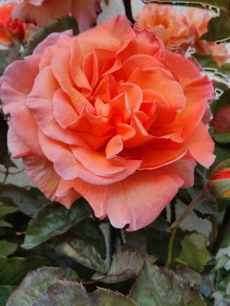Peach breeding has favored cultivars with more firmness, more red color, and shorter fuzz on the fruit surface. This peach colour is beautiful | Peach colors, Flowers, Garden
