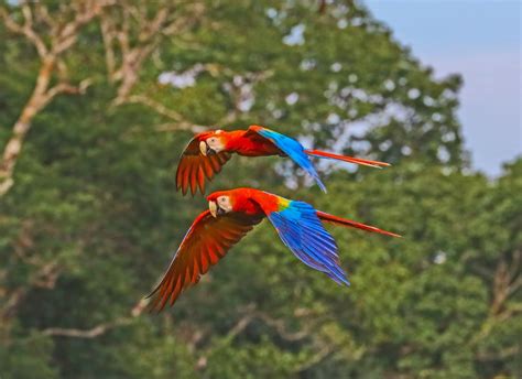 Passaros Da Floresta Amazonica