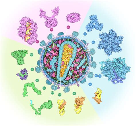 Pdb 101 Learn Flyers Posters And Calendars Posters The Structural