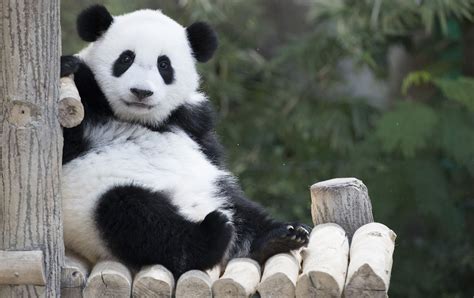 Polarshark A Female Panda That Was Born In A Malaysian Zoo Has Her