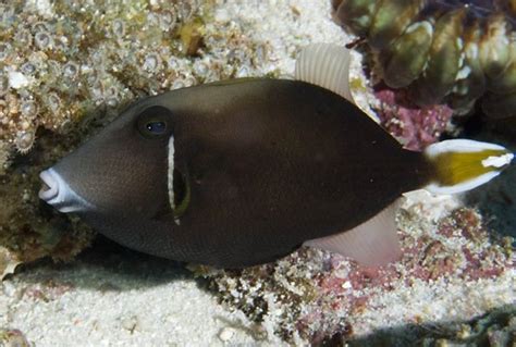 White Tip Triggerfish Sufflamen Chrysopterum Saltwater Fish For Sale