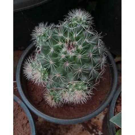Green Cactus Plant At Rs 100 Piece In Pune Id 19957860088