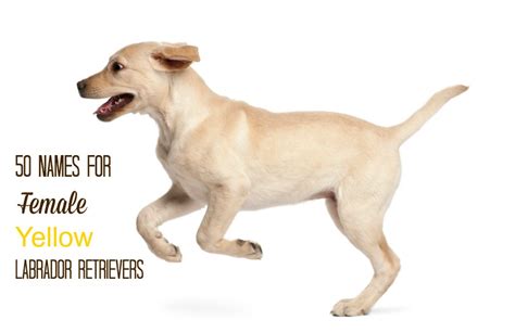 50 Names For Female Yellow Labrador Retrievers Meaningful Lab Names