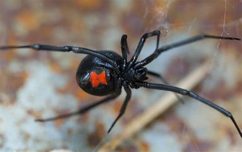 Is The Black Widow The Deadliest Spider The Two Most Dangerous