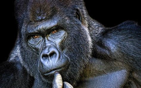Koko The Smartest Gorilla In The World