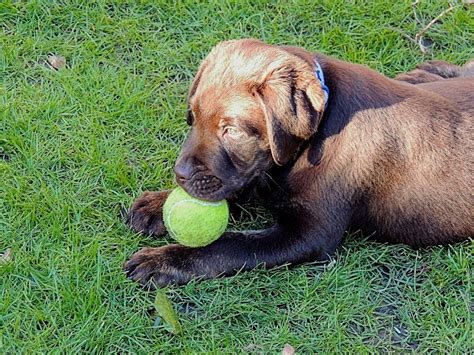 Raising your golden retriever from a puppy will give you the advantage to build a stronger bond as the time pass. Bear at 12 weeks old playing with his ball. Chocolate ...
