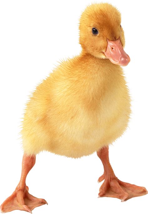 Cute Little Duckling Png Image For Free Download