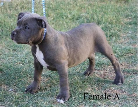 Alın və sat pitbull.38 siyahıları. UKC Papered Blue Nose Pitbull Puppies - 3 months old for Sale in Chandler, Arizona Classified ...
