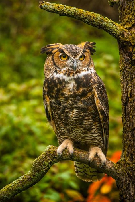 Great Horned Owl On Branch Stock Image Image Of Full 42985891