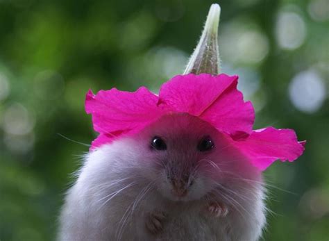 Pin By Dizzy Cat On Pink Cute Hamsters Cute Animals Hamster