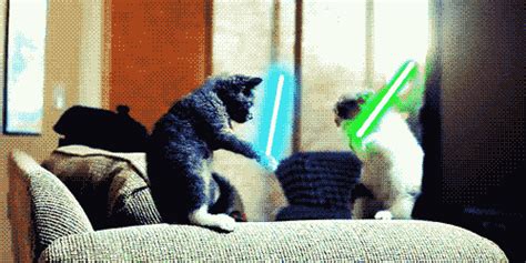Ha Ha Ha Cat Fight Gif Funny Cat Videos Cats