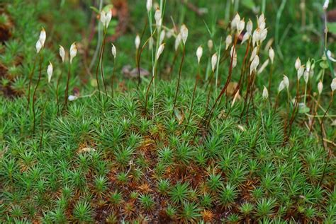 Polytrichum Moss Life Cycle Occurrence Alternation Of Generation