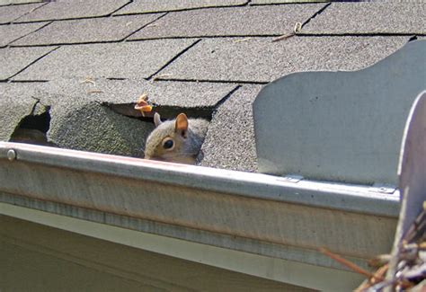 Squirrels will run along power lines, jump from tree branches, or climb rain gutters to gain access to squirrels are active during the day and sleep at night. All Wildlife Control - Grey Squirrels
