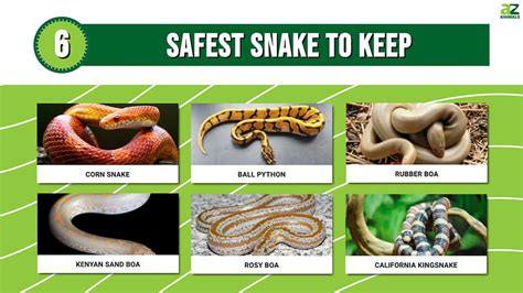 Learn The 6 Safest Snakes To Keep A Z Animals