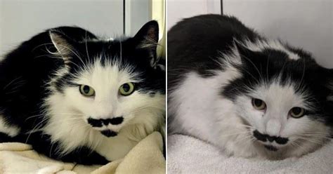 Will This Moustache And Goatee Wearing Cat Ever Find A Loving Home