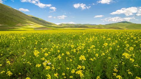4k Wallpaper With Rapeseed Field In Summer Hd Wallpapers